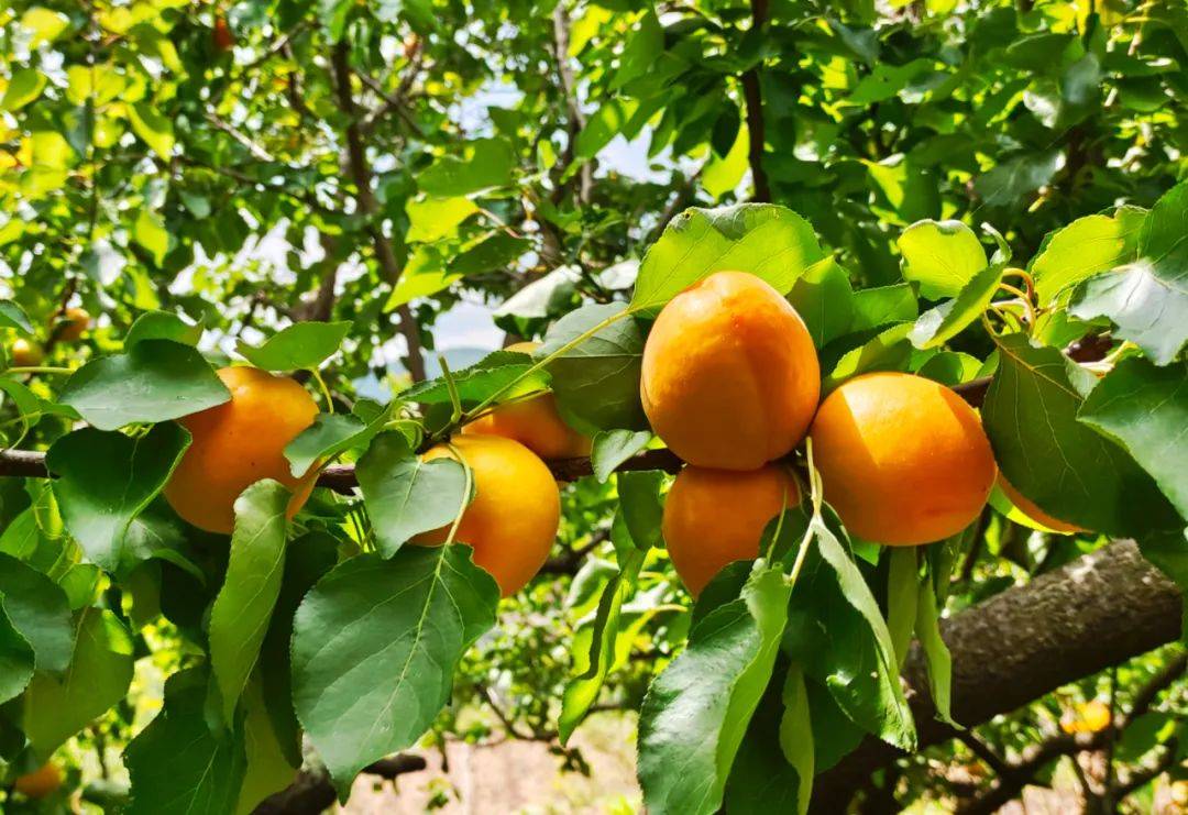 "杏"福又敲朵祜门