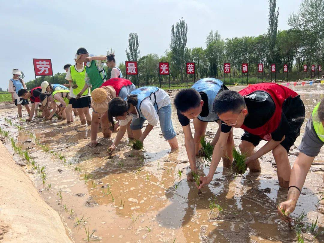 手把青秧插满田!市英才高级中学开展插秧劳动教育实践活动