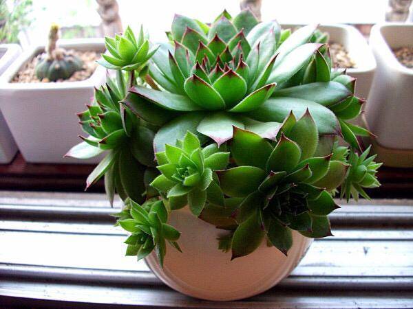 盆景 盆栽 植物 600_450