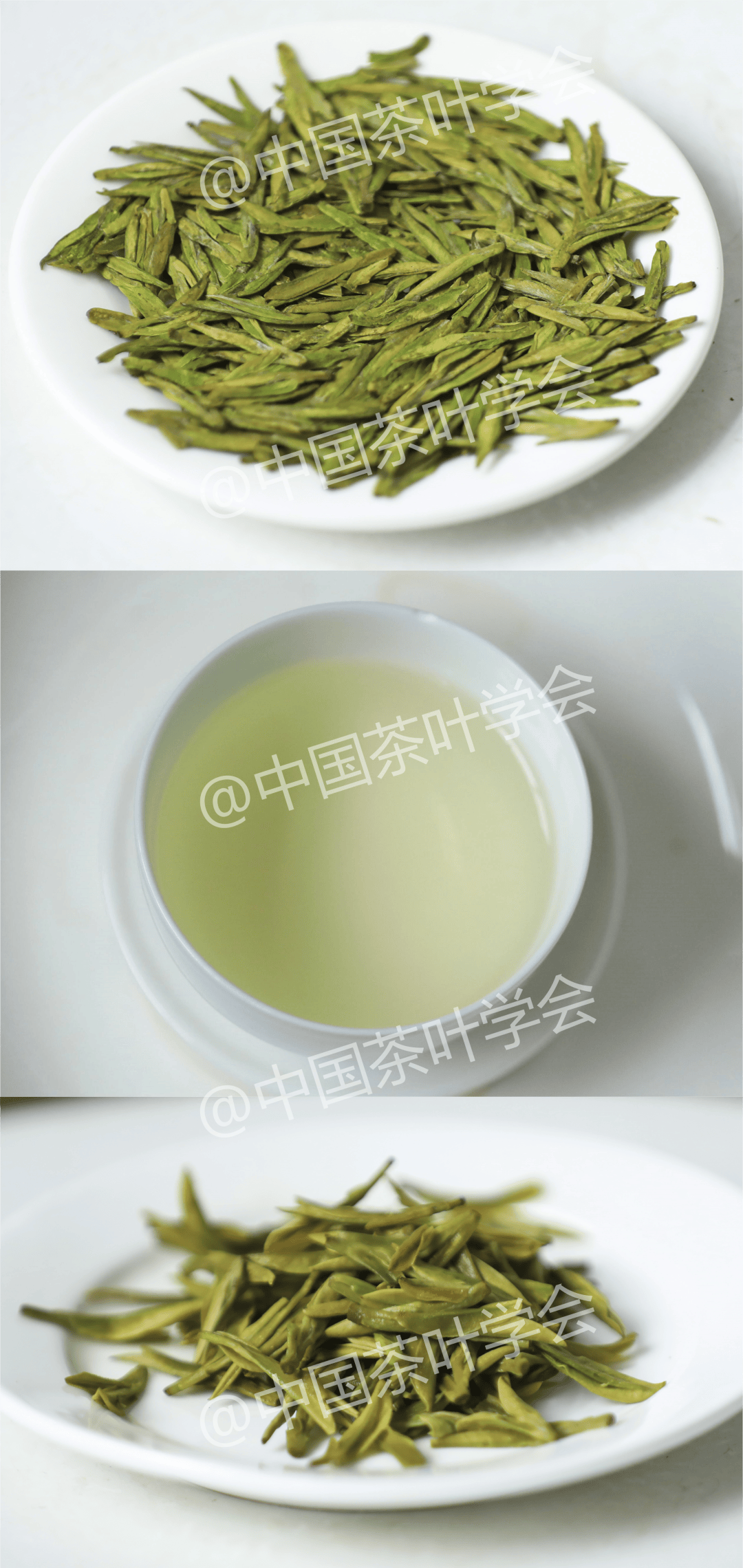 每周识茶:扁平形绿茶的品质特征_茶叶_黄化_外形