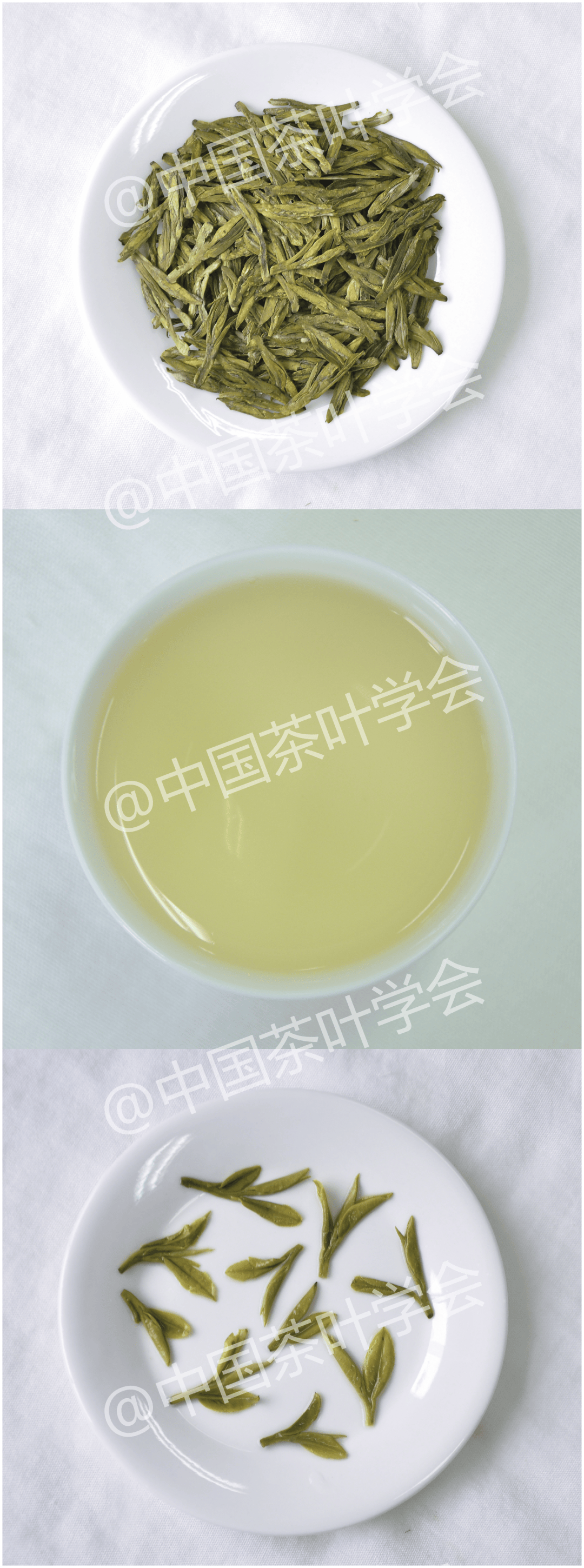每周识茶:扁平形绿茶的品质特征_茶叶_黄化_外形