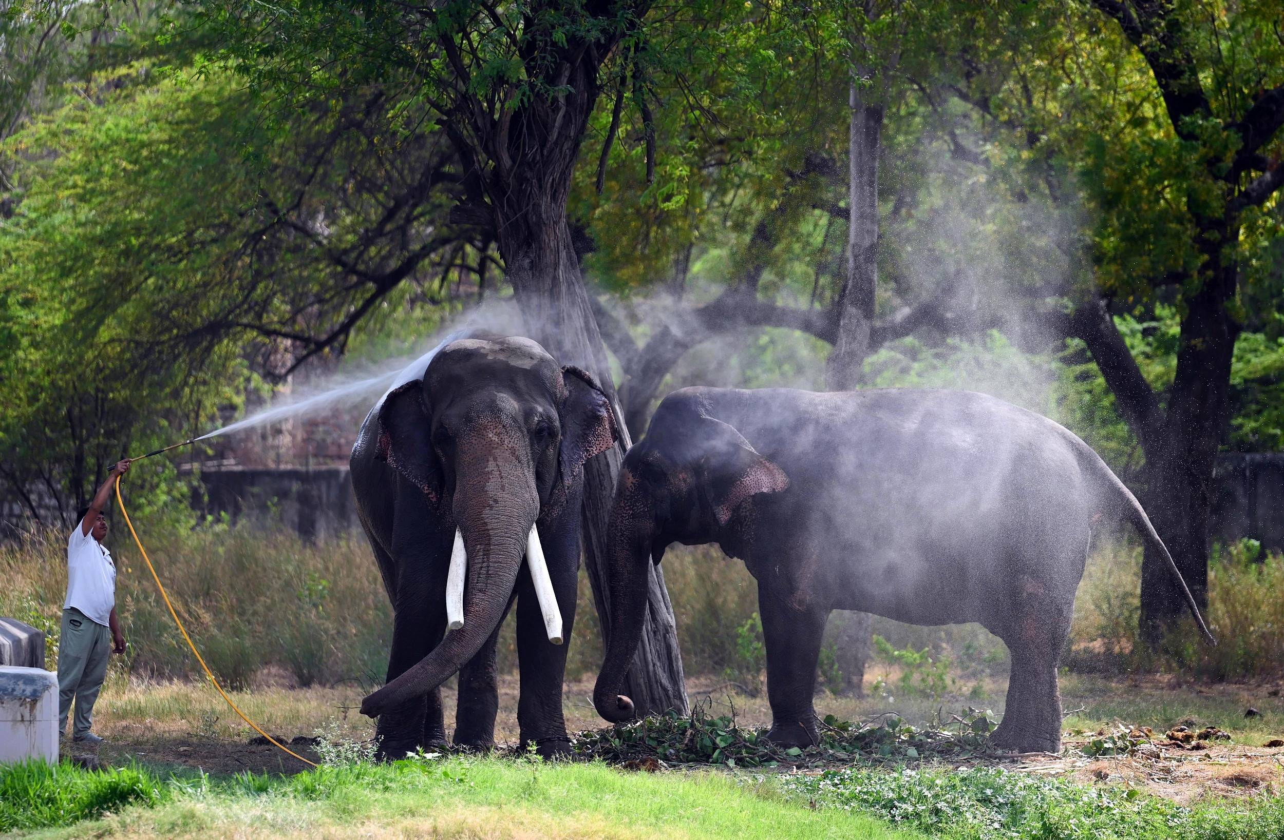 印度十大珍稀动物图片