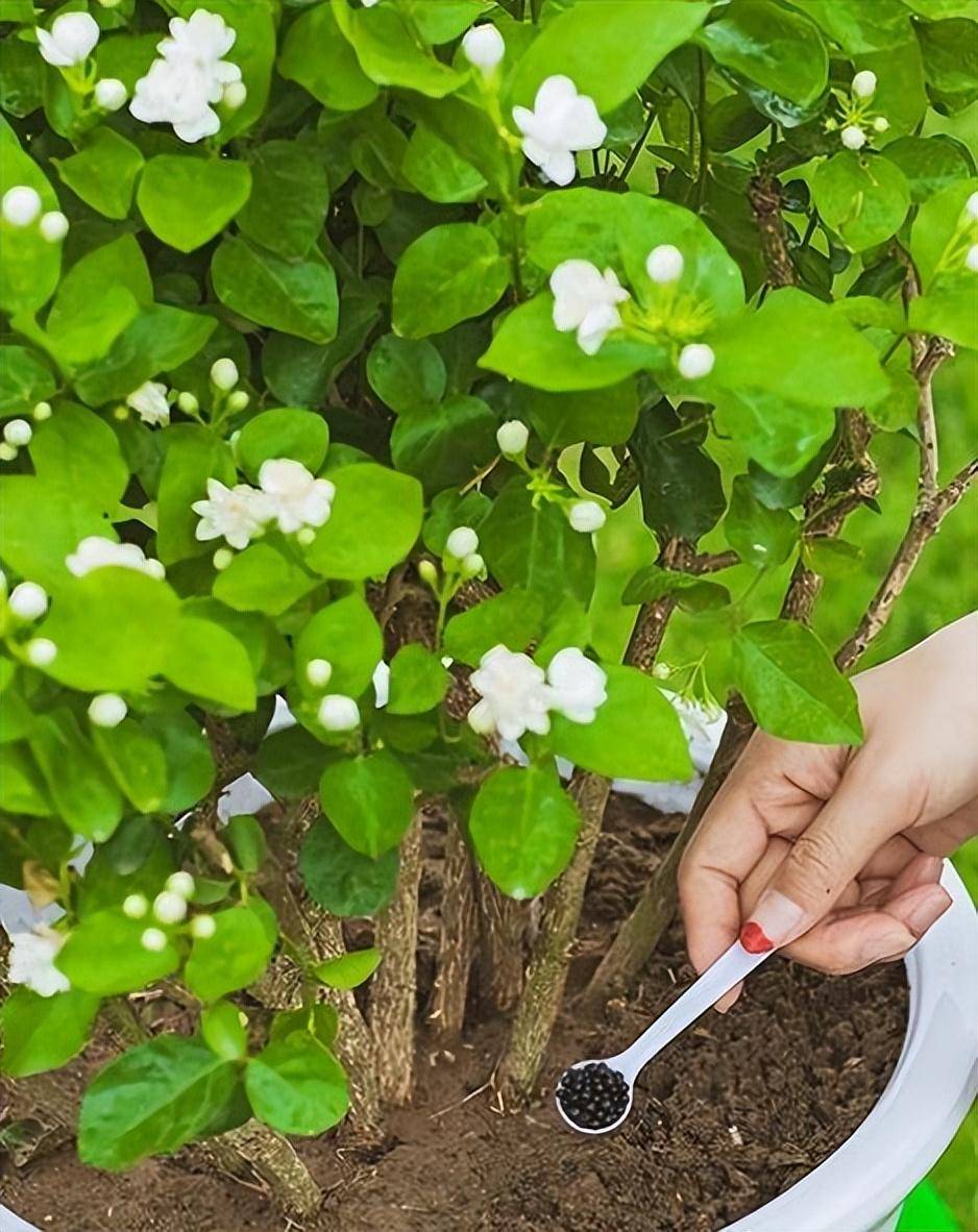要让茉莉开满花,3种臭水浇一浇,花满枝头,不停开花,枝叶翠绿