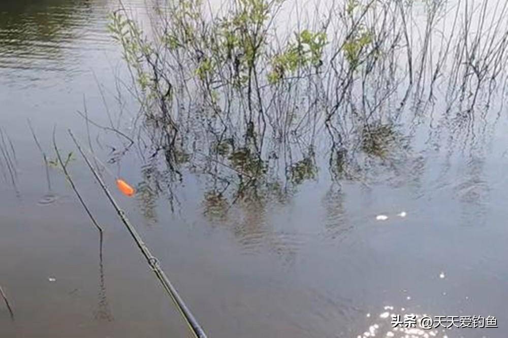 夏季野钓草鱼,4个钓浮好方法,气温越高越要钓浅