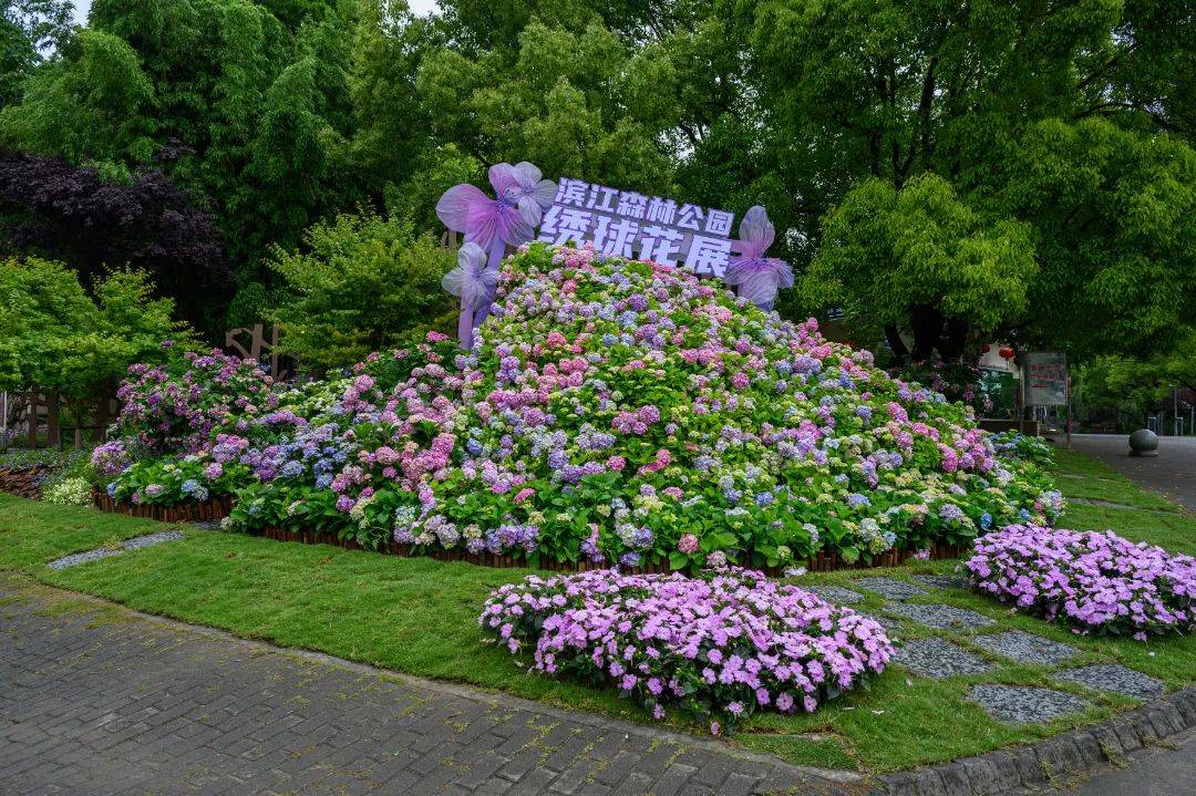 2024上海滨江森林公园绣球花展正式开幕