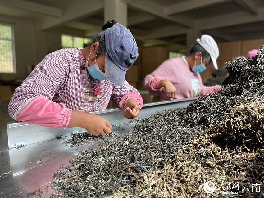 一线调研|云南景东:"一片叶子"的富民实践