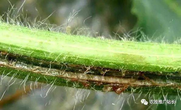 西甜瓜重点病害图解!