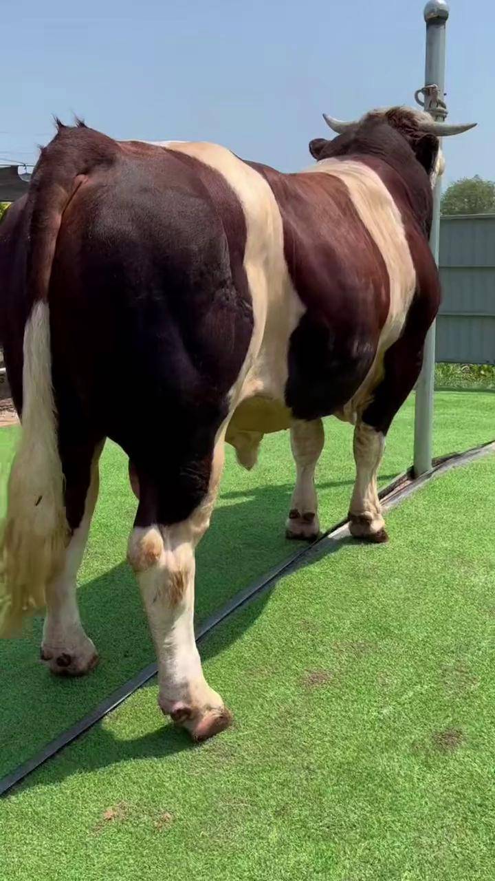 德系种公牛 第二个视频 战神后羿 没有对比就没有伤害 改良黄牛