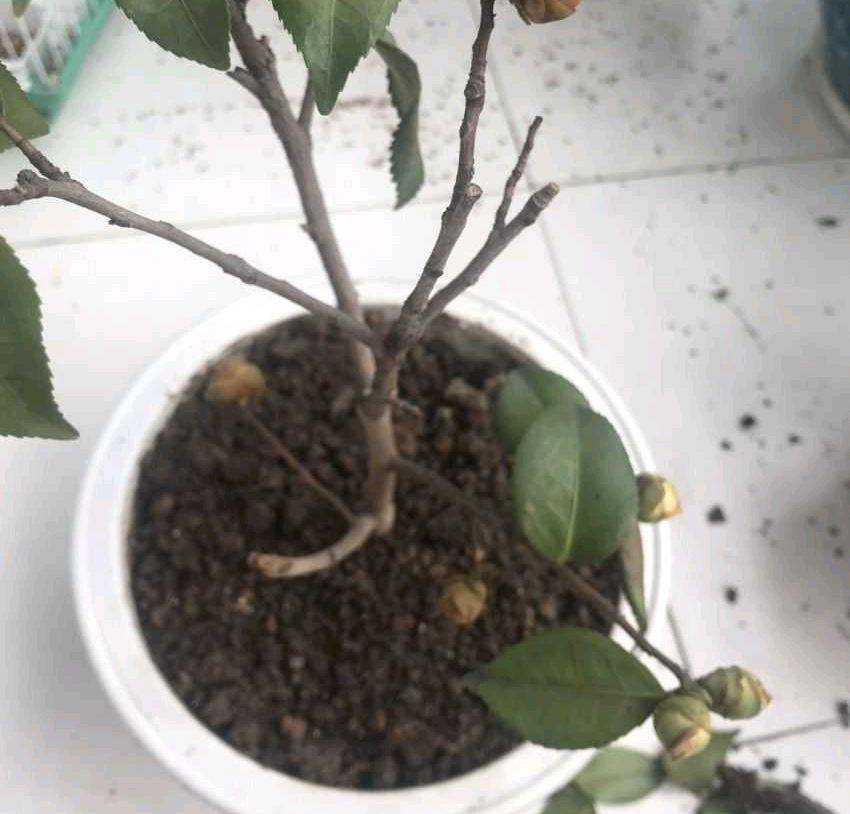 怎样才能让茶花多开花?做到3个技巧,防止花蕾掉落,花开不停
