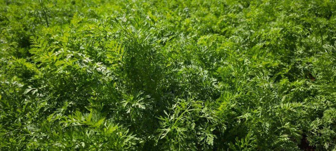 靖远乌兰:胡萝卜种植助力乡村振兴"别样红"