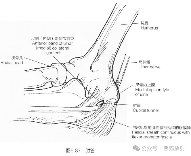 儿童肘关节解剖图图片