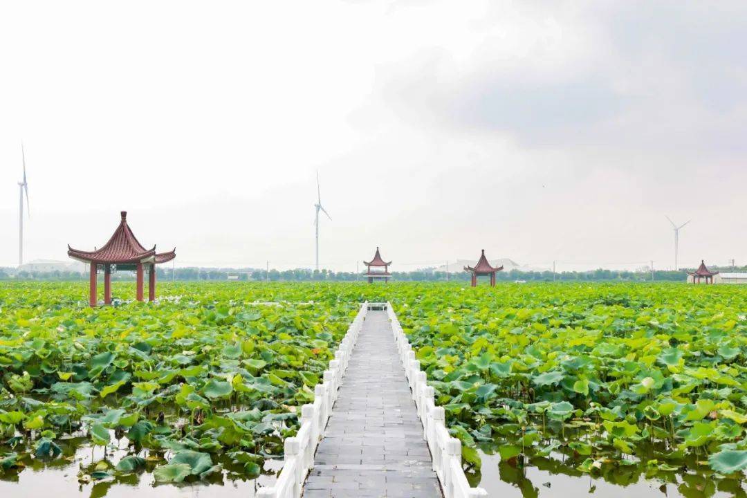 金湖荷花荡:no!no!no!今年和往年不一样哦~_赏荷_文化_景区