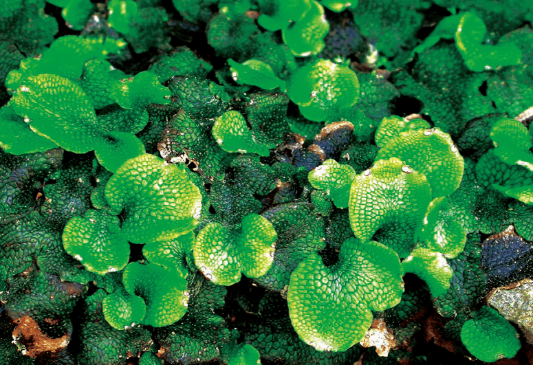 对小的赞美_苔藓_默尔_生活会