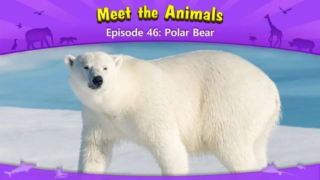 46 polar bear 北极熊47 ostrich 鸵鸟48 bottlenose dolphin宽吻海豚