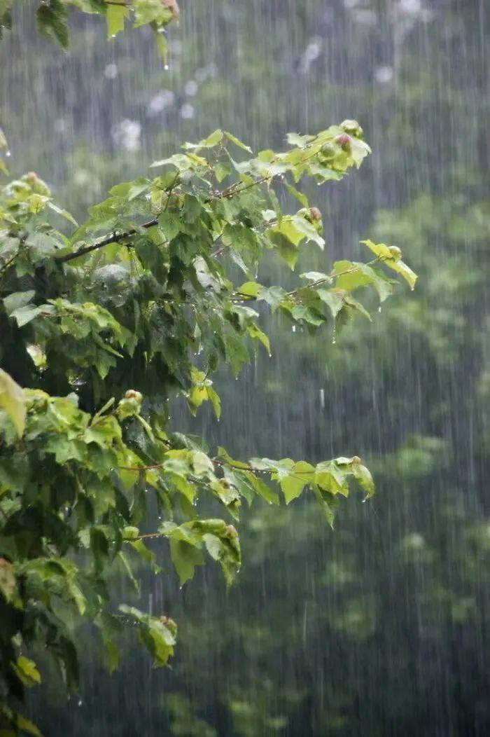 火影忍者冰雨图片