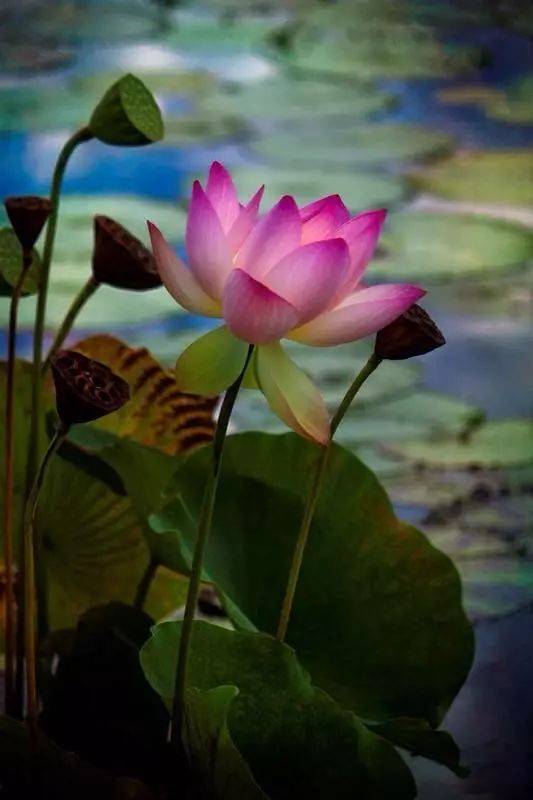 工笔素材:一组美丽的荷花!