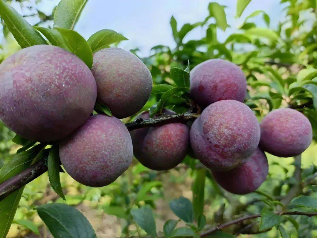 信宜钱排三华李到了甜脆多汁好食时期!错过又要等一年