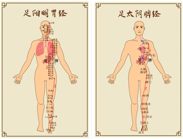 腿部的脾胃经络图图片