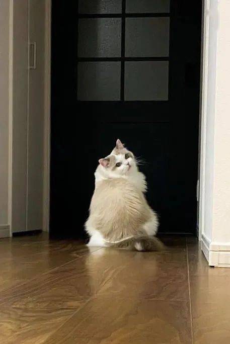 壁纸 动物 狗 狗狗 457_684 竖版 竖屏 手机