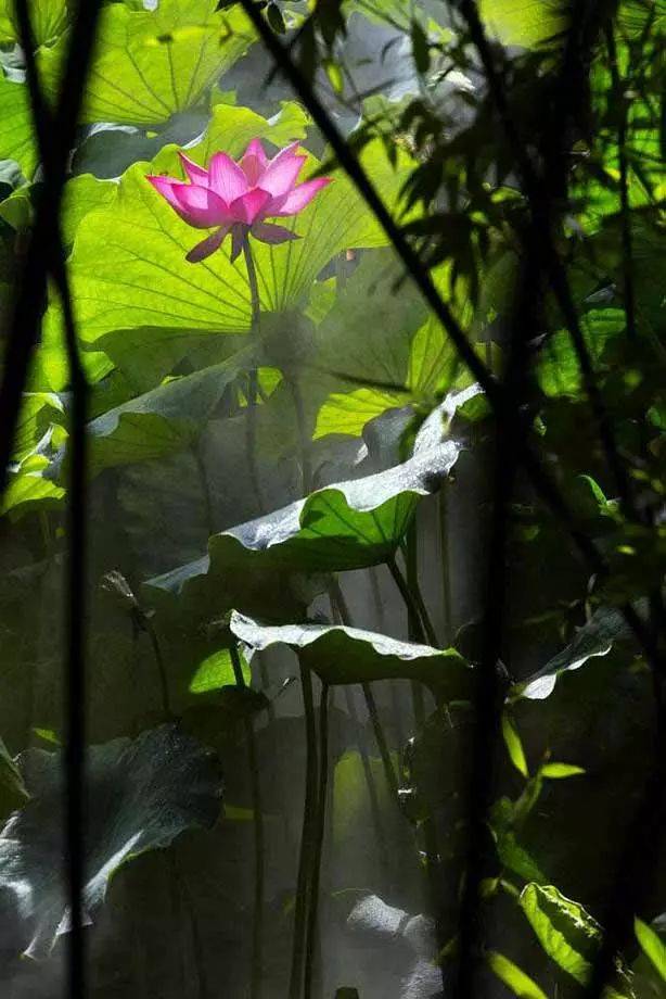 工笔素材:一组美丽的荷花!