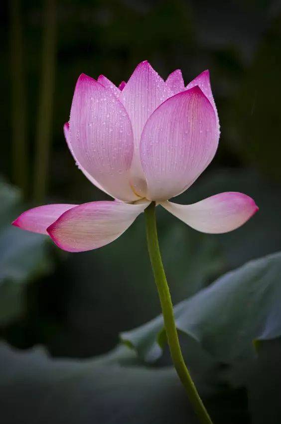 工笔素材:一组美丽的荷花!