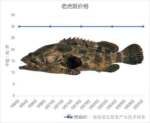 7种石斑鱼价格监测专报
