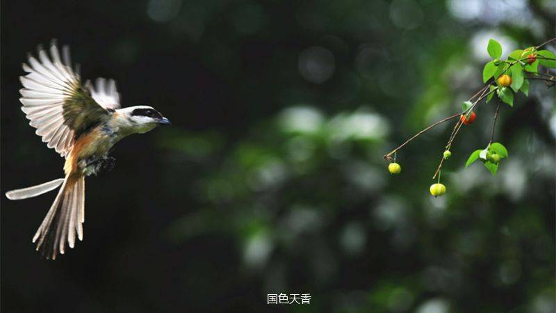 劳燕分飞的劳是什么意思_劳燕分飞的劳意思_劳分飞燕什么成语