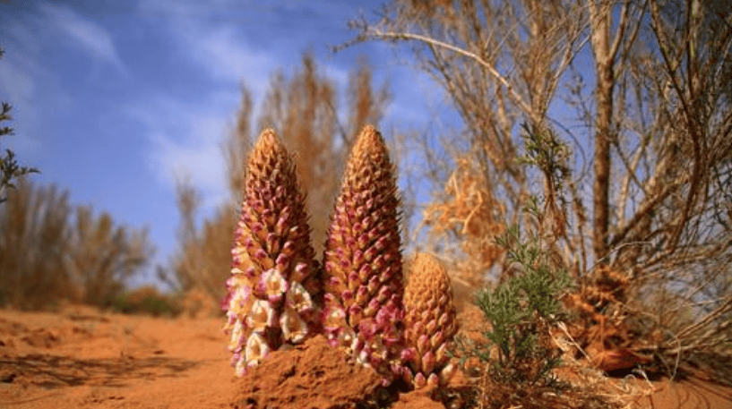 "三北"工程攻坚战特别报道② | 治沙攻坚 确保黄河