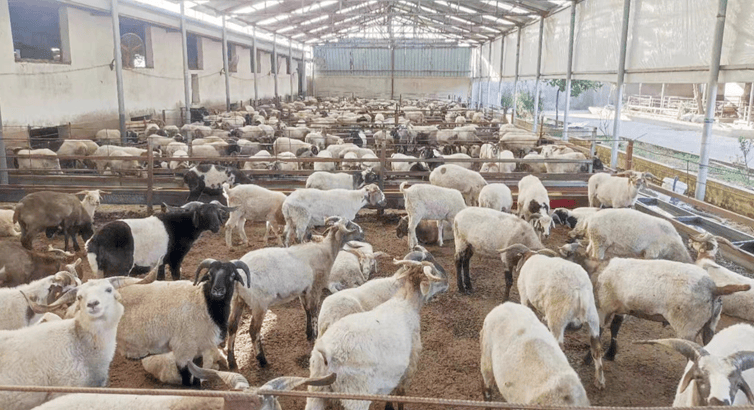 确山:羊产业奏响乡村振兴牧歌