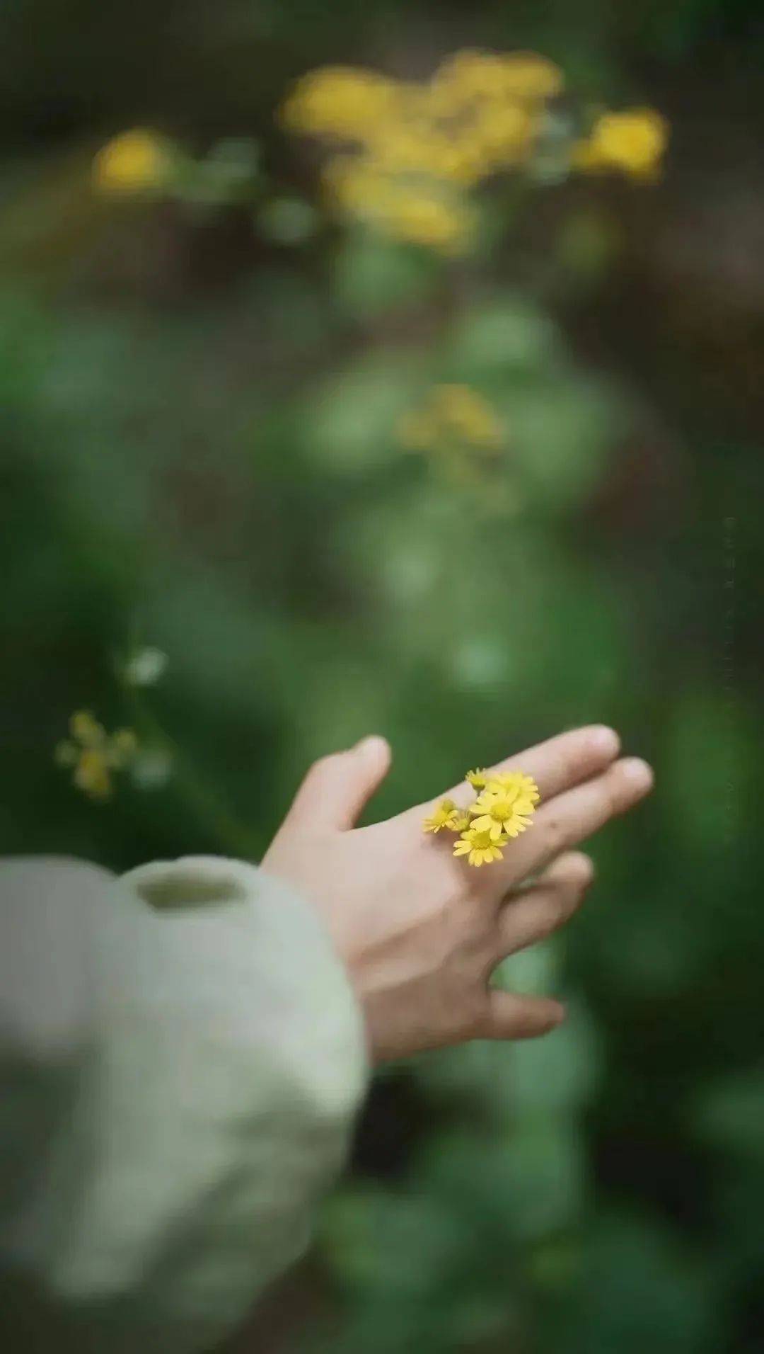 欢颜丨随喜繁花衔好梦,无辞絮柳去何方