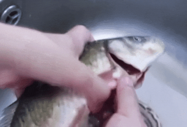 这样吃鱼比砒霜还毒,有人肝衰竭送医抢救!