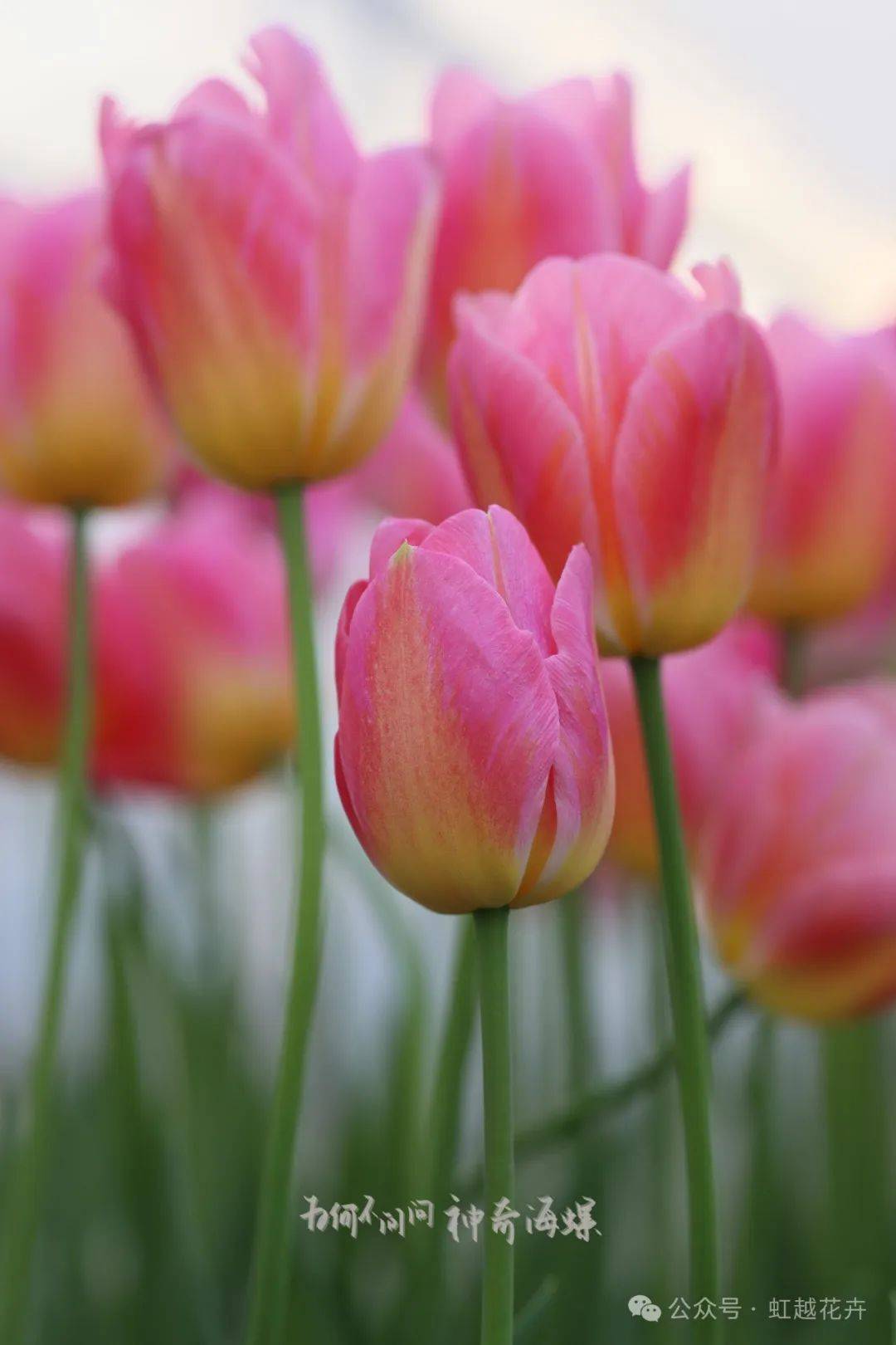 近50个春日郁金香品种图鉴,每一棵都美!翻!天!