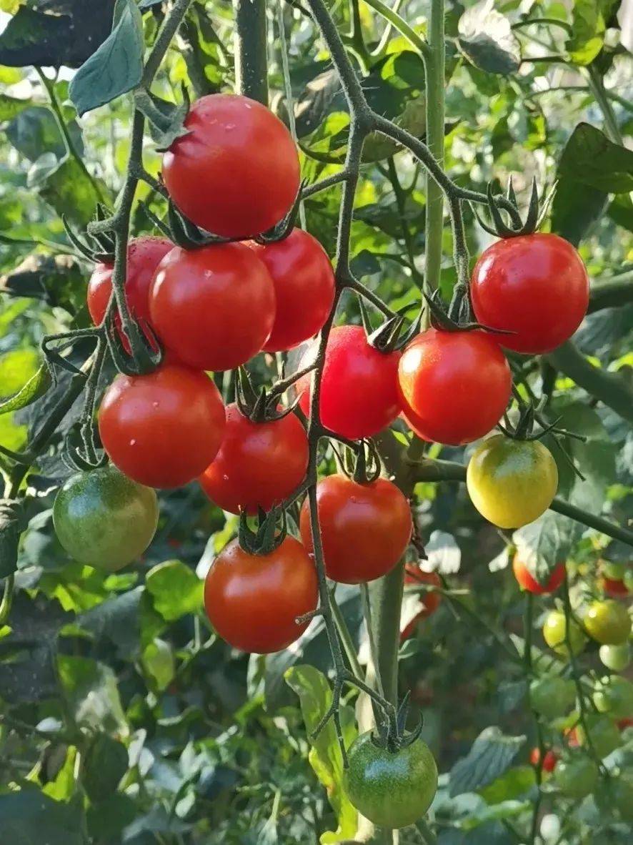 研学活动招募|2024年"爱自然·慧生活"主题夏令营 小暑营队