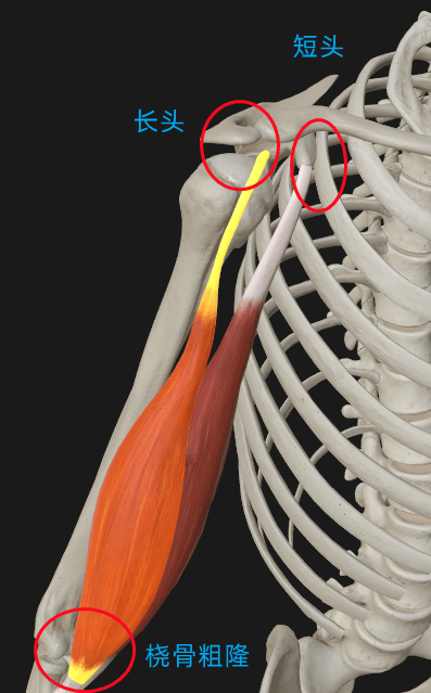 肱二头肌长头腱沟图片图片