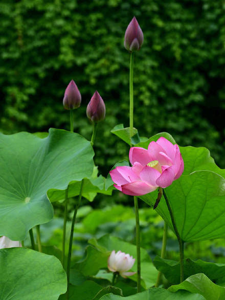 雨后荷花静谧绽放
