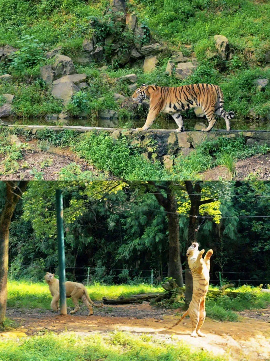 【端午两日游】赏宋城"赏千古情"表演,游杭州野生动物园