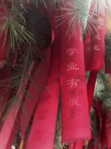 函谷关景区愿你"芒"有所获,"种"有所得!