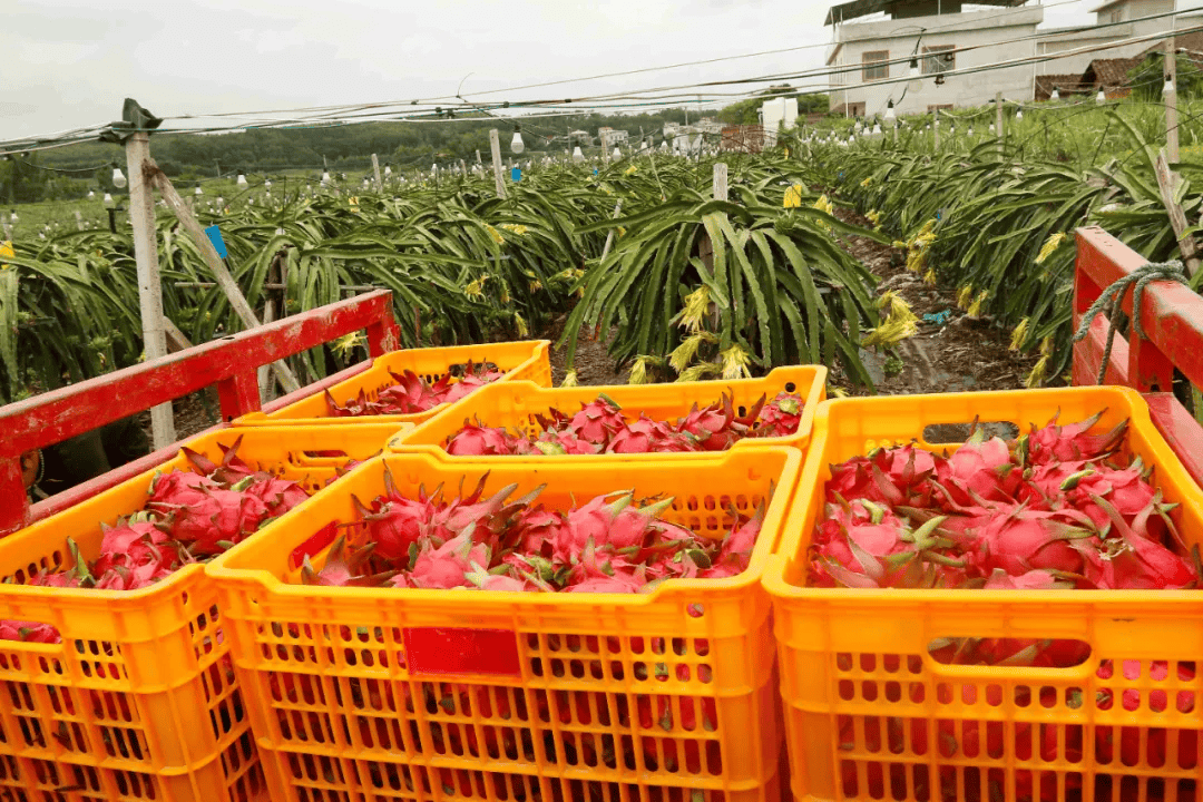 火龙果种植基地内刚采摘的火龙果.