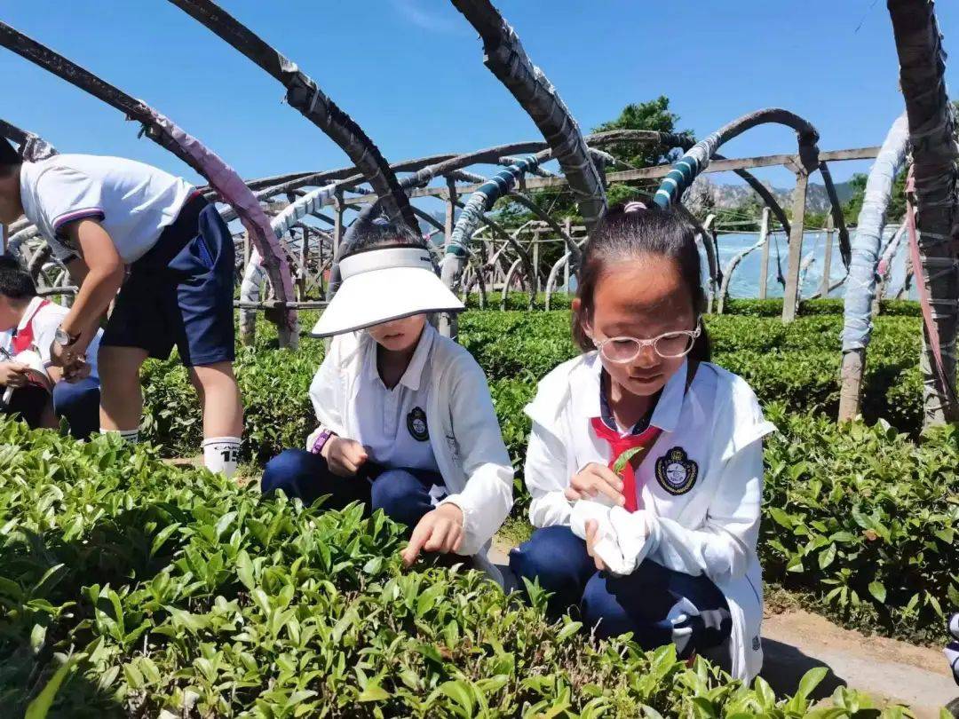 端午包粽子——青岛宁安路小学五(5)中队开展端午节特色实践活动