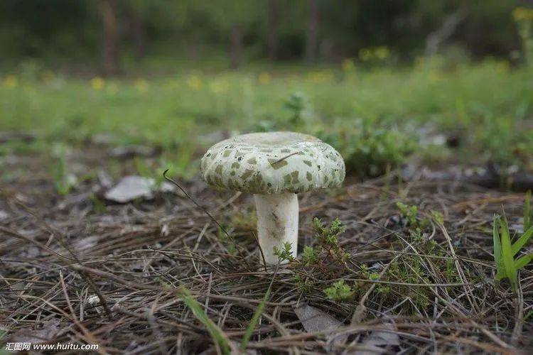 贵州常见的食用野生菌和致命毒蘑菇