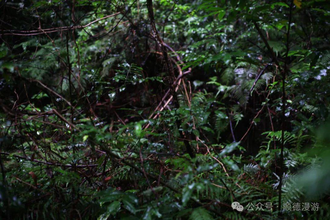 白云山西樵区村太史第区墓地