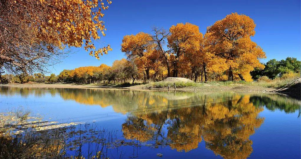 壁纸 风景 摄影 树 杨树 桌面 1020_540