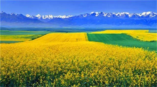 漫无边际的油菜花犹如一条条金色的织毯席卷着广袤无垠的昭苏大草原
