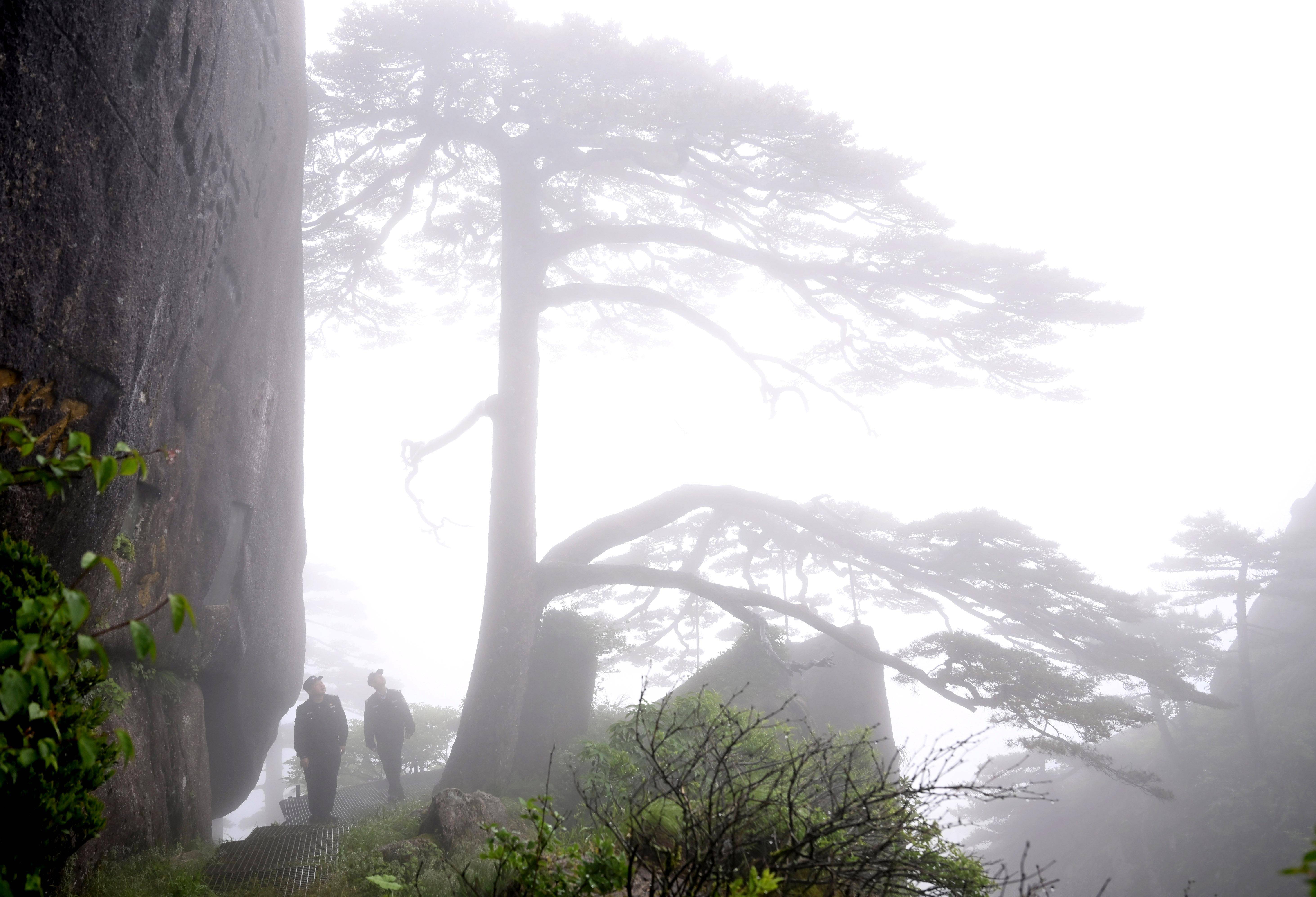 2016年,丁丁担任守松人黄山配备了专职"守松人"20世纪80年代起为更好