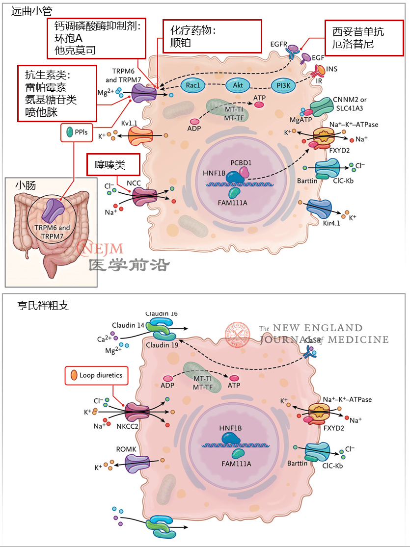 钙调神经磷酸酶抑制剂,顺铂,表皮生长因子受体(egfr)拮抗剂(如西妥昔