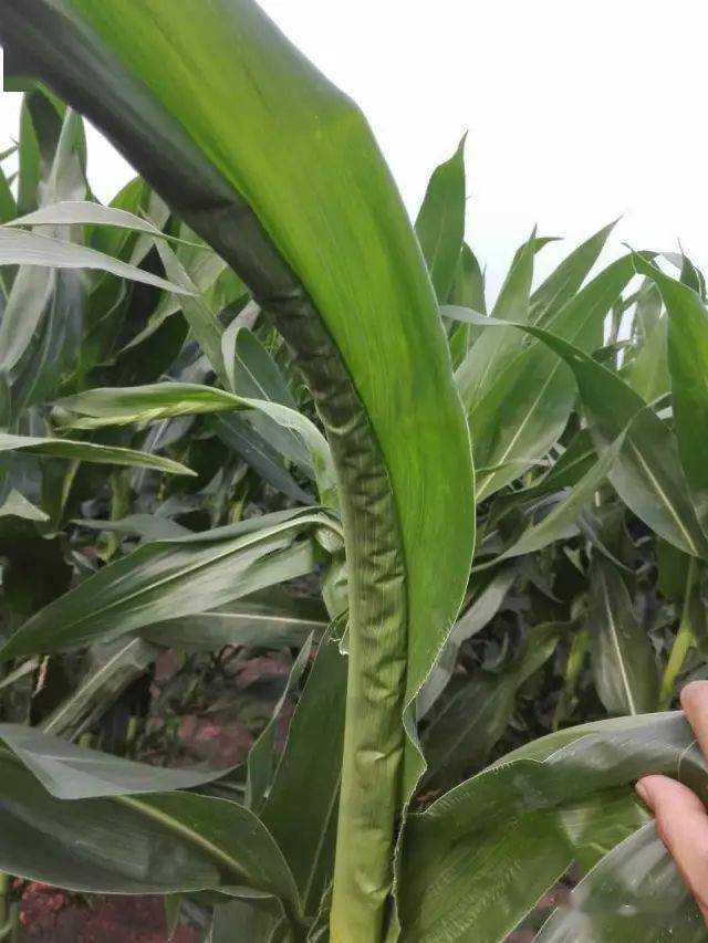 2-4d药害2-4d药害烟嘧磺隆药害