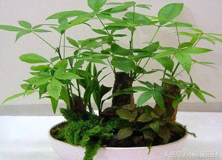 发财树怎么养?养好需要知道这六个要点!