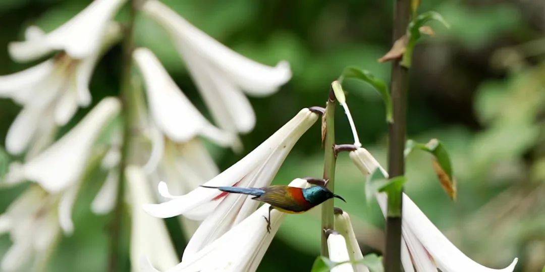 双江云南大百合迎来花期 央视新闻直播间带您去赏花