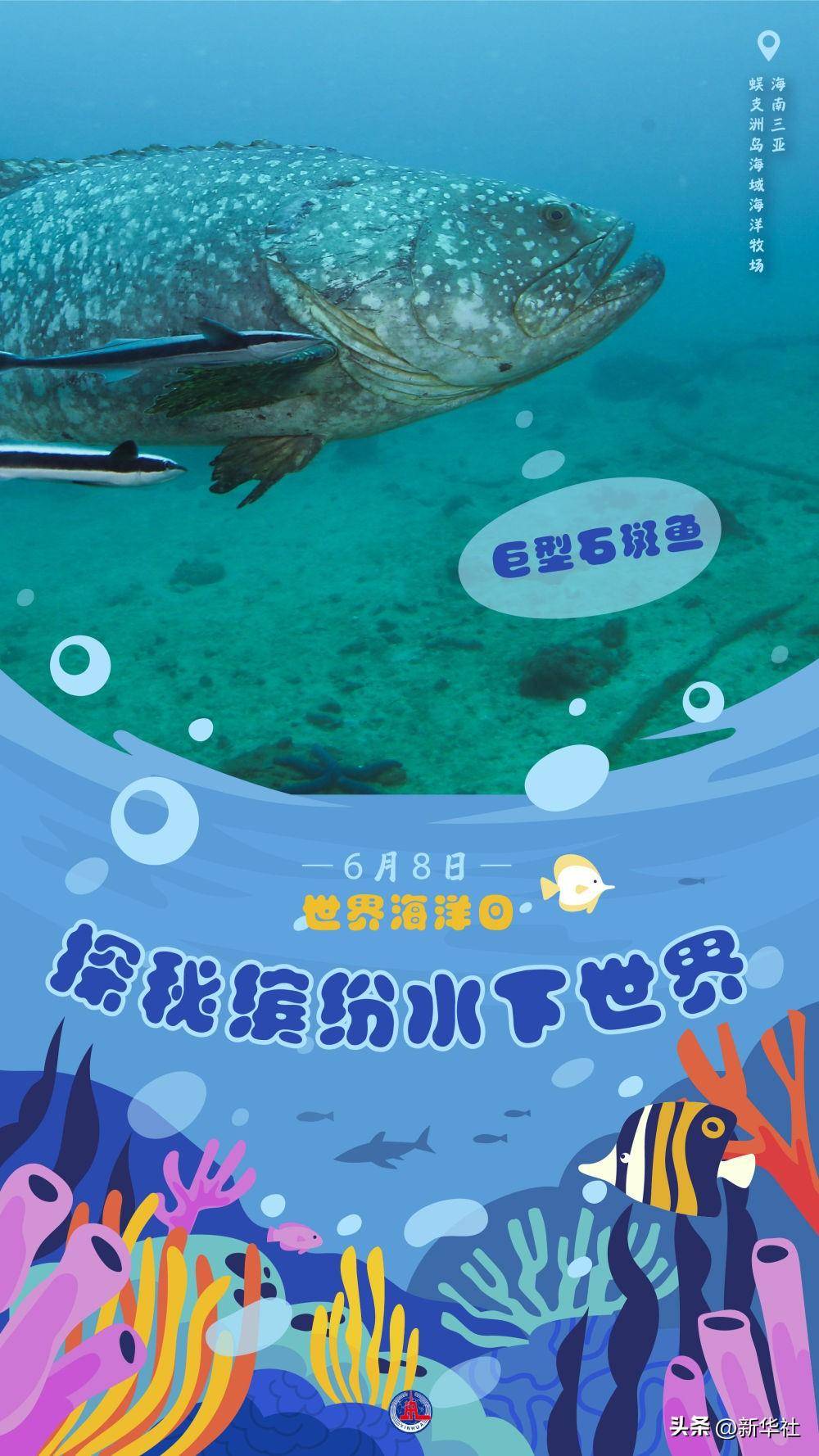 一组海报,带你探秘缤纷水下世界