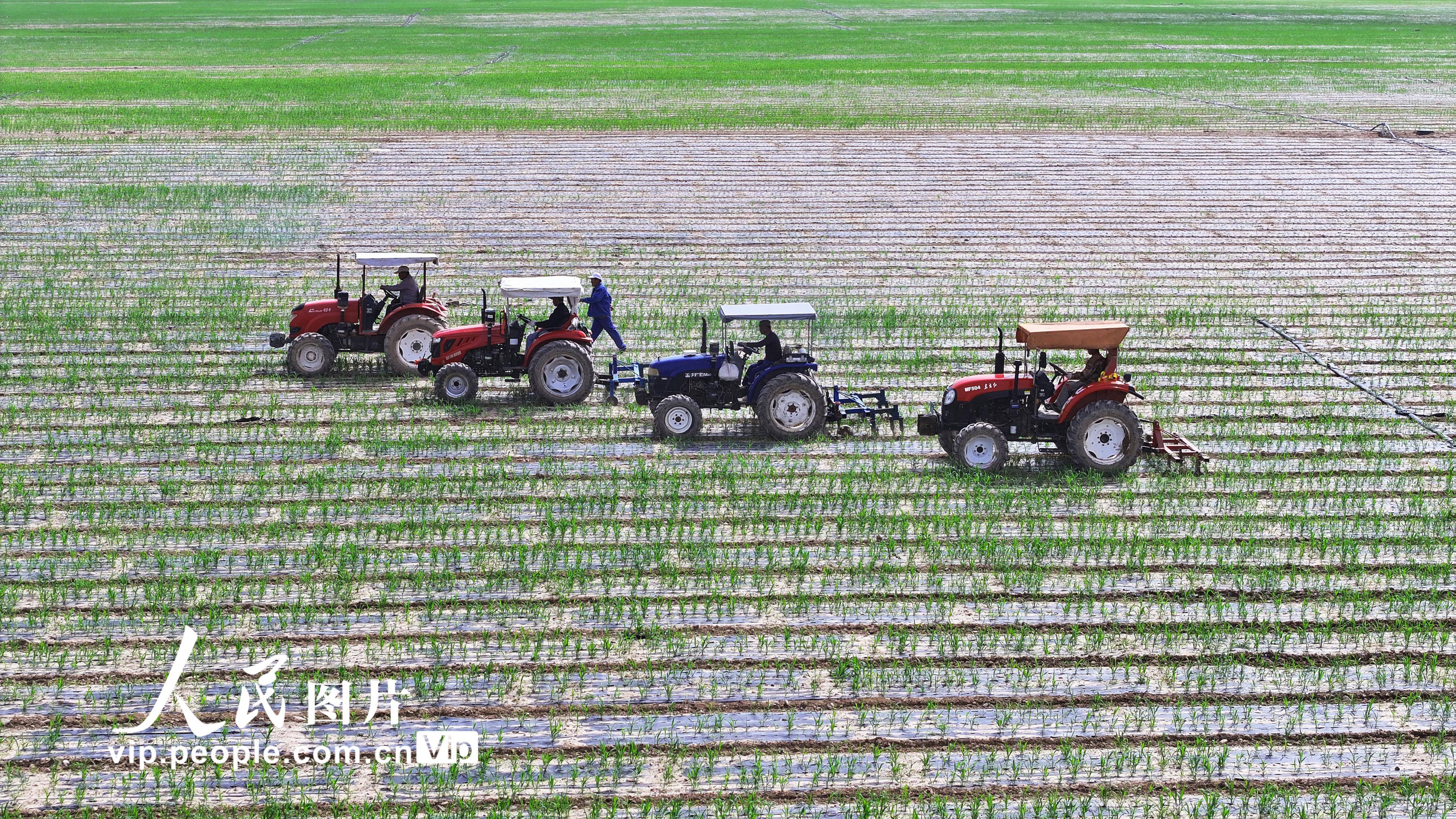 甘肃民乐:中耕作业忙